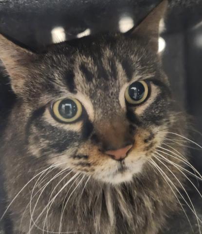 Professor Whiskers - Female - Domestic MH