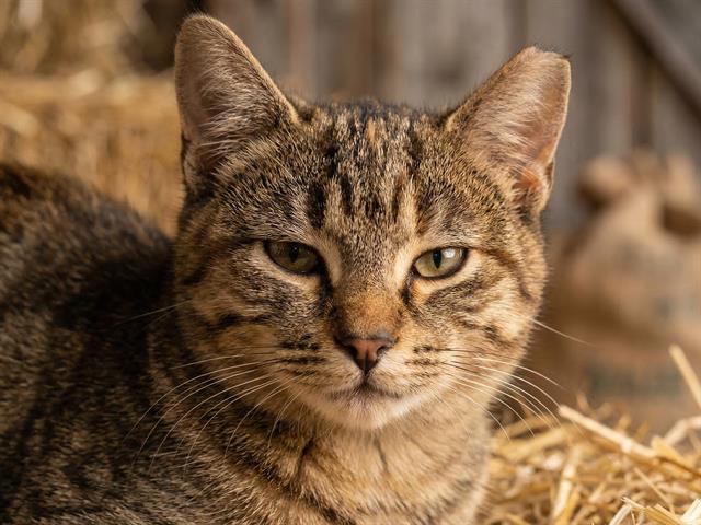 Captain Corncob - Female - Domestic SH