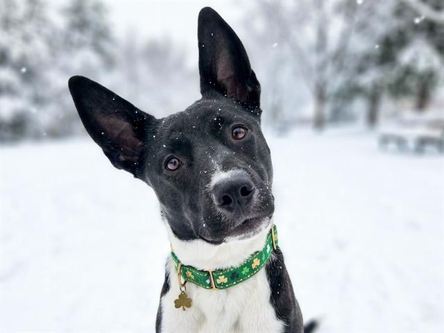 Charlie - Female - Nonspecific