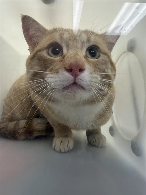 Bartholomew - Male - Domestic SH