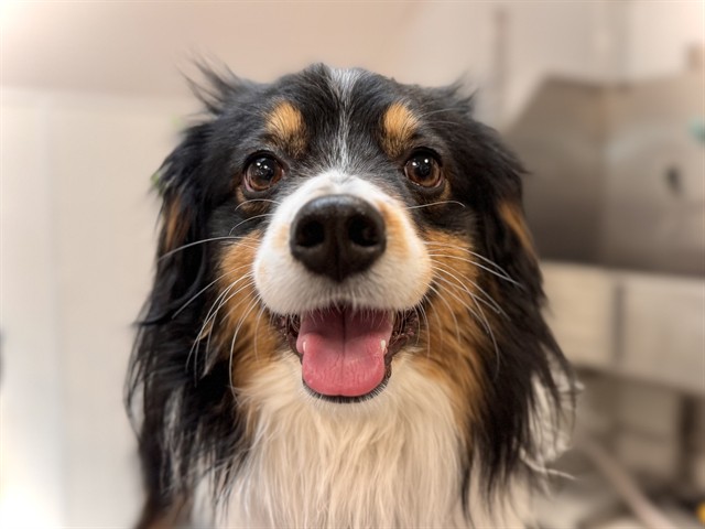 Dude - Male - Australian Shepherd-Mix