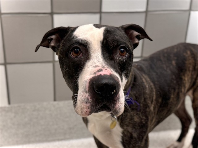 Maverick - Male - Pit Bull