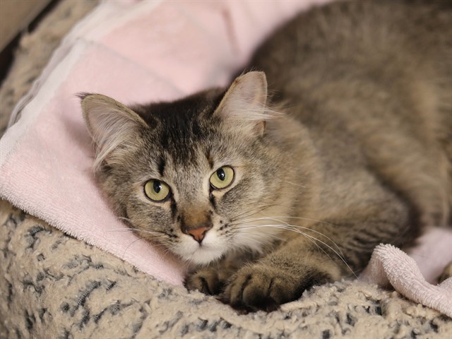 Marie - Female - Domestic MH