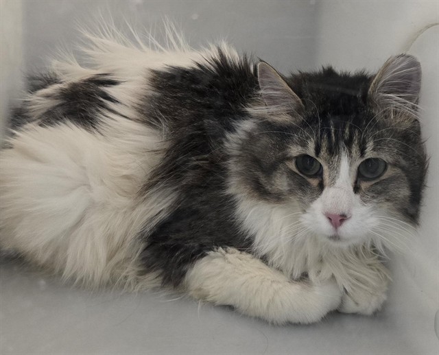 Toulouse - Male - Domestic MH