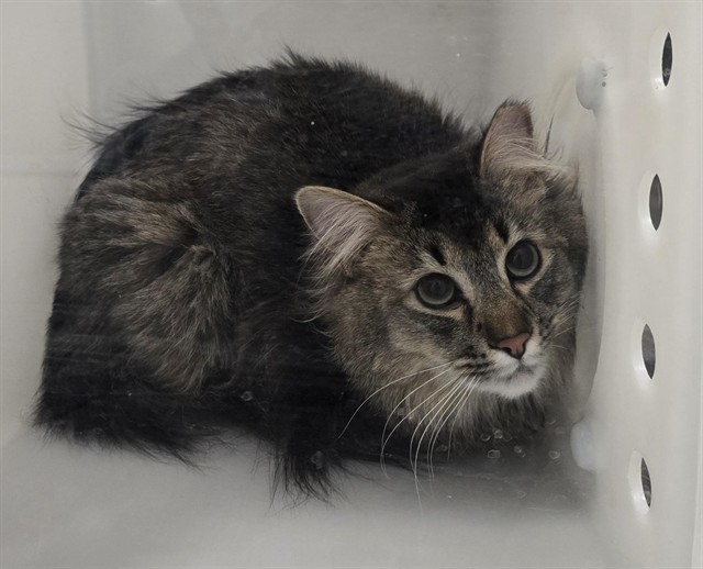 Berlioz - Male - Domestic MH