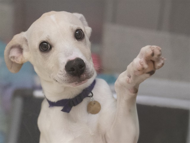 Colin - Male - Nonspecific