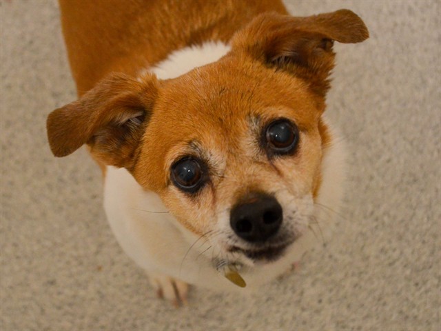 Booker - Male - Jack Russell Terrier-Chihuahua