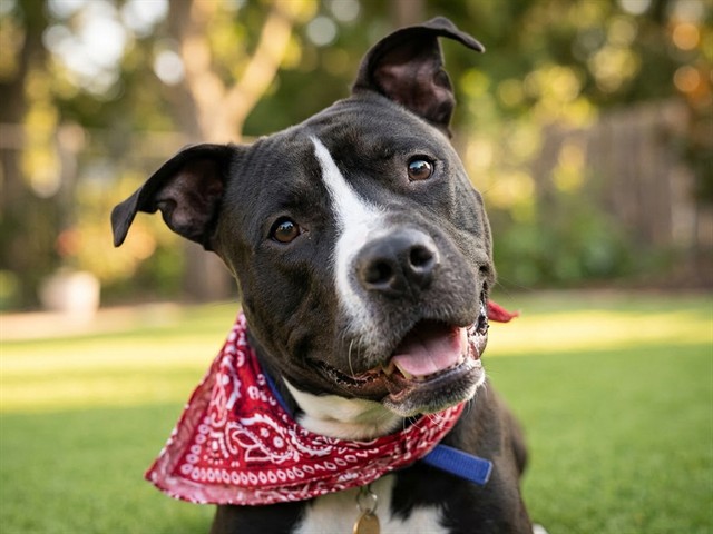 King - Male - Pit Bull