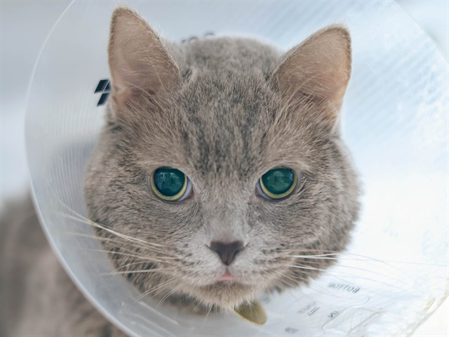 Earl - Male - Domestic SH