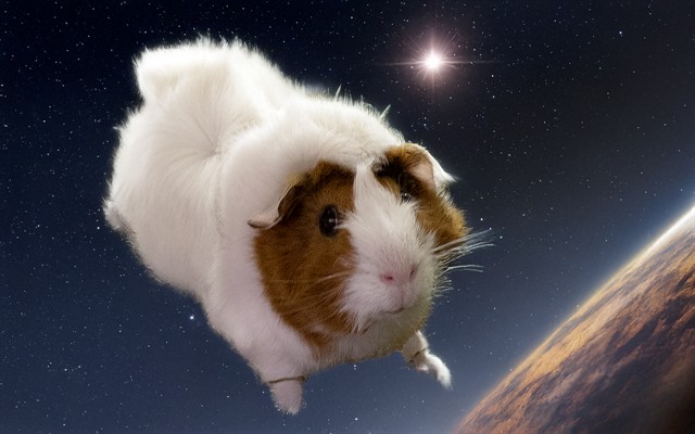 Aniken - Male - Guinea Pig