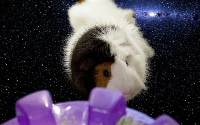 Hubert - Male - Guinea Pig