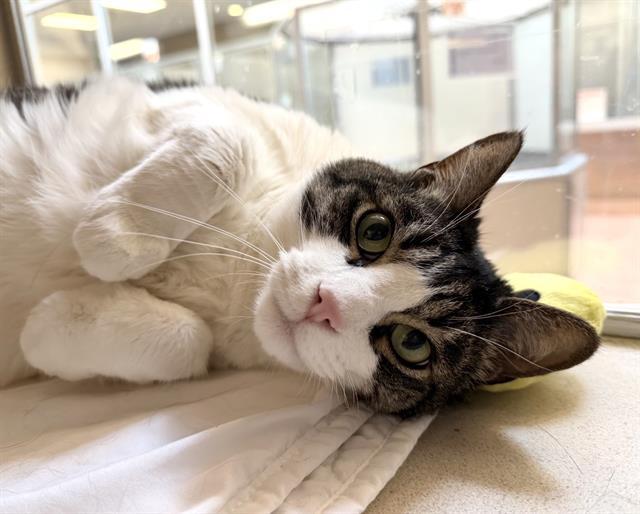 Kane - Male - Domestic SH