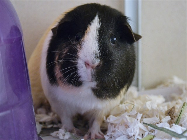 Poppy - Female - Guinea Pig