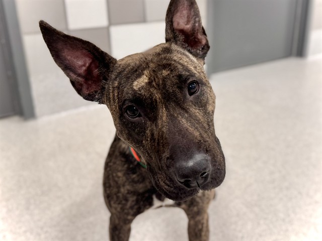 Prada - Female - Bull Terrier-Pit Bull