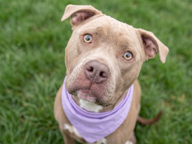 Lola - Female - Pit Bull-Mix