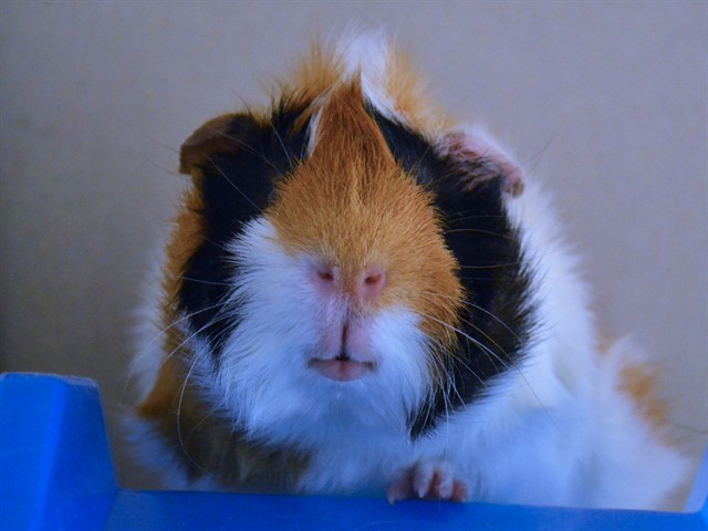Mr Nibbles - Male - Guinea Pig