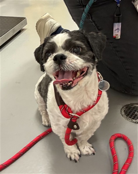 Walter - Male - Shih Tzu