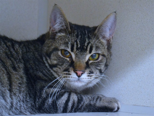 Hershel - Male - Domestic SH