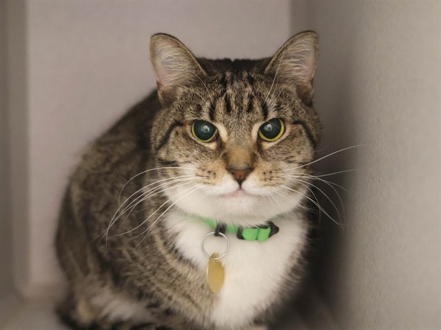 Princess - Female - Domestic SH