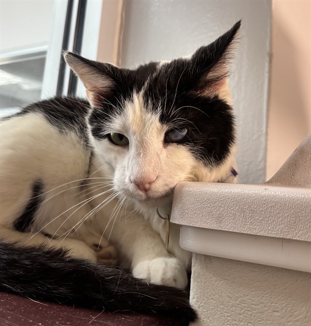 Oreo - Male - Domestic SH