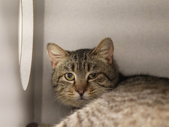 Jake - Male - Domestic SH
