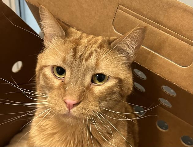 Heathcliffe - Male - Domestic SH