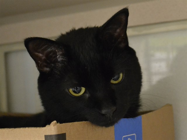 Nermal - Male - Domestic SH