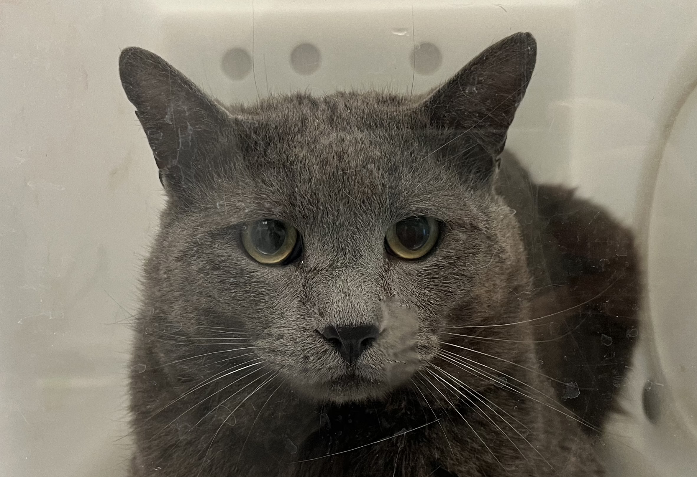  - Male - Domestic SH