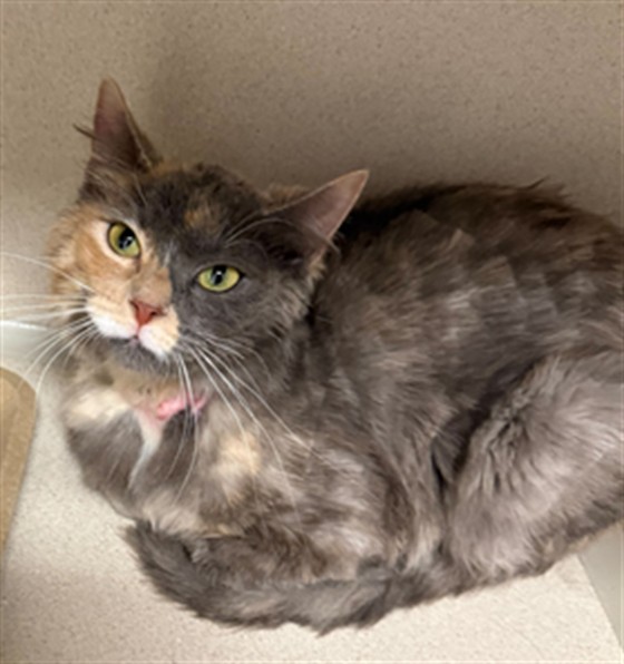  - Female - Domestic SH