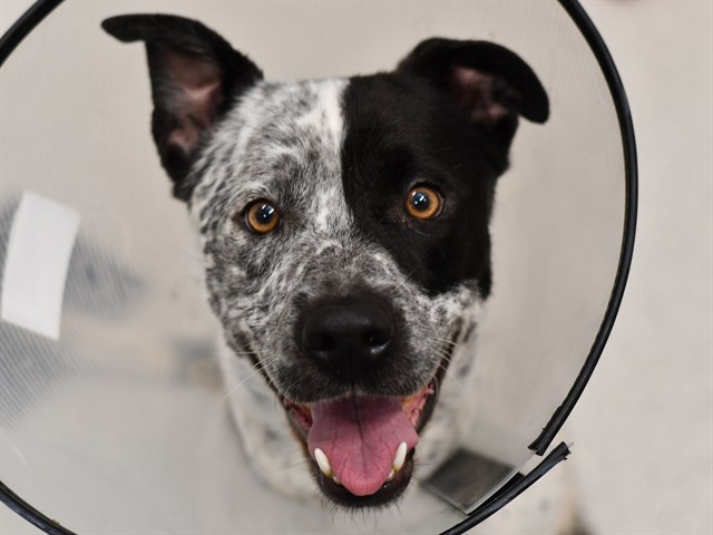 D-Dot - Male - Australian Cattle Dog-Mix