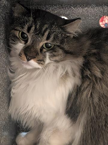 Pennywasn’T - Female - Domestic MH