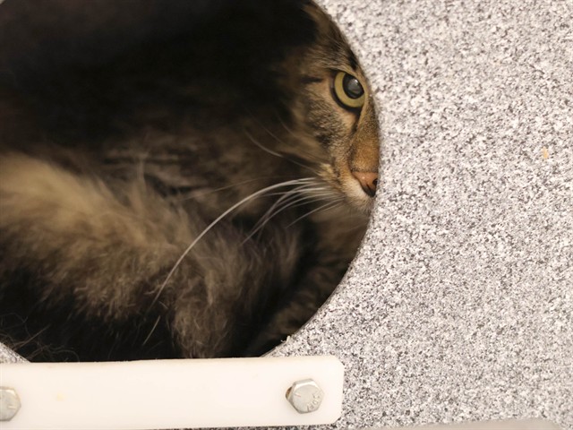 Little Jon - Male - Domestic MH