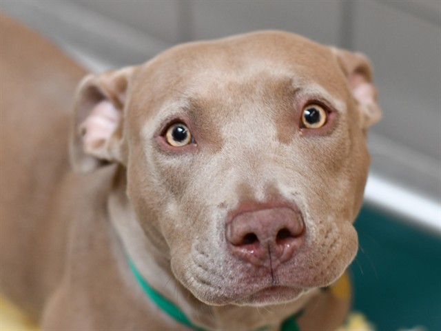 Strawberry - Female - Pit Bull