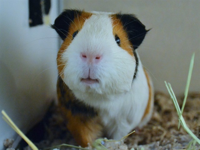 Mikey - Male - Guinea Pig