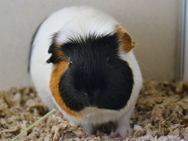 Sam - Male - Guinea Pig