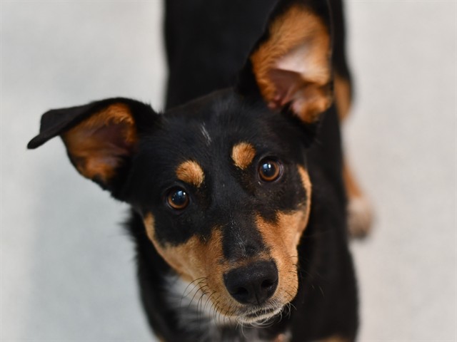 Daisy - Female - Nonspecific