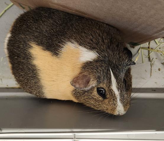Honey - Female - Guinea Pig