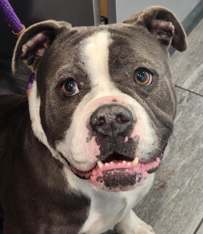 Raspberry - Female - English Bulldog-Mix