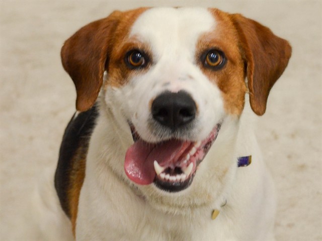 Big Boy - Male - Foxhound-Mix