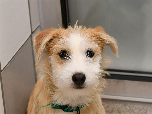 Mocha - Female - Terrier-Mix