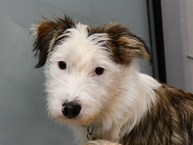 Flower - Female - Terrier-Mix