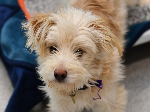 Mogi - Male - Terrier-Mix