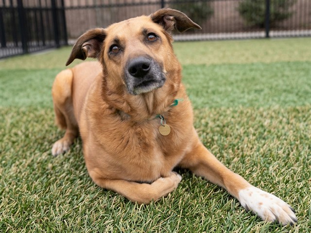 Jolie - Female - Nonspecific