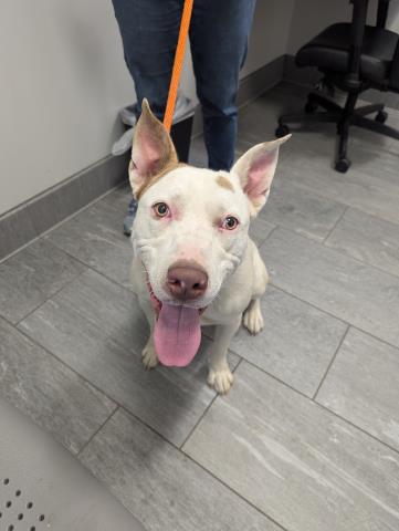 Charlie Scene - Male - Pit Bull-Mix