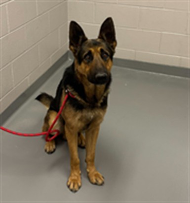 Sasquatch - Male - German Shepherd