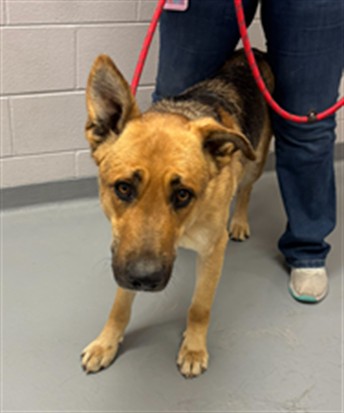 Jackelope - Male - German Shepherd