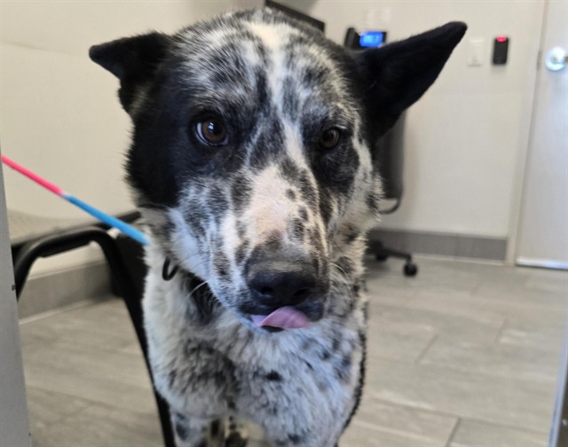 Tashmoo - Male - Border Collie-Mix