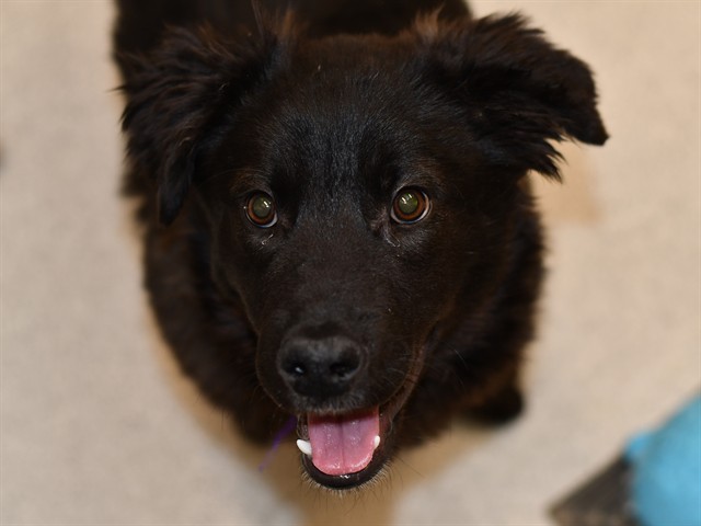 Yuma - Male - Nonspecific