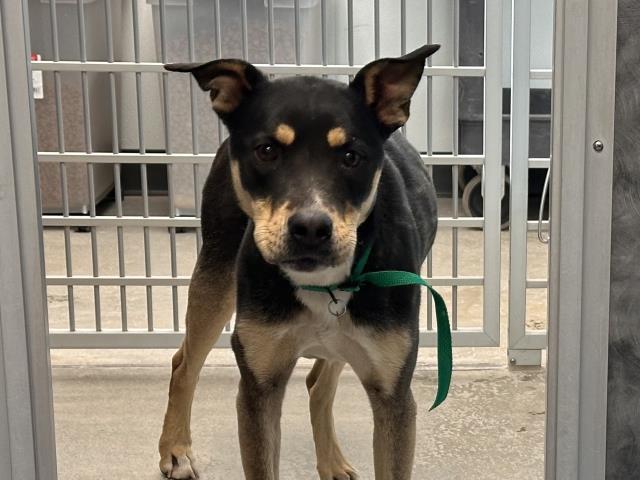 Pancakes - Female - Nonspecific