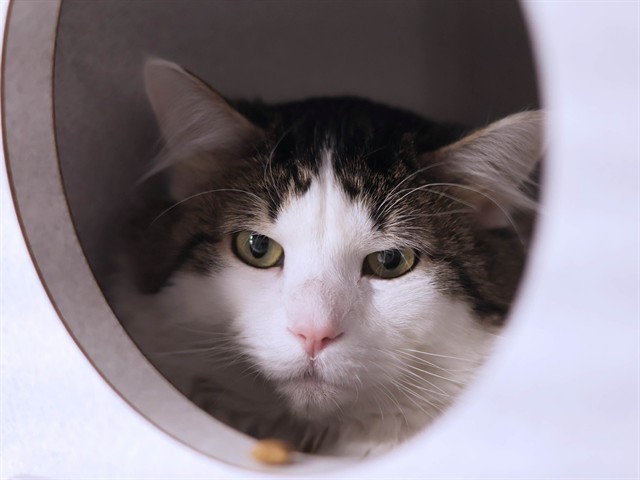 Shadow - Male - Domestic SH